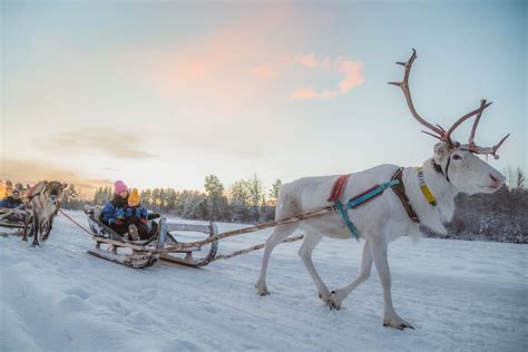 Reindeer Tours Apukka Resort Rovaniemi Lapland