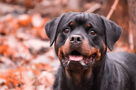 With his high energy and intelligence this is d. Australian Shepherd Rottweiler Mix - Full Guide to Aussie ...