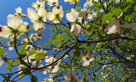 Maybe you would like to learn more about one of these? The Best Trees For North Carolina (Shade, Flowering & Privacy)