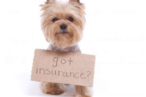 Often, the cost for their treatment and medication goes through the roof. Pet Insurance Advice | Severn Edge Vets