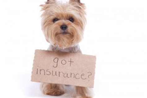 What does pet insurance for dogs cover? Pet Insurance Advice | Severn Edge Vets
