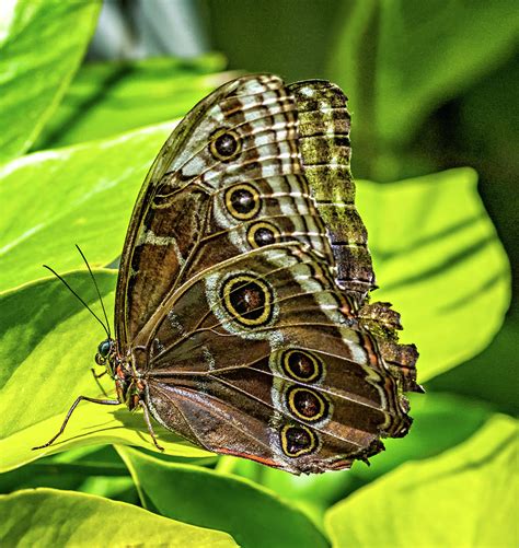 Blue Morpho Butterfly Underside Photograph By Steve Harrington Fine