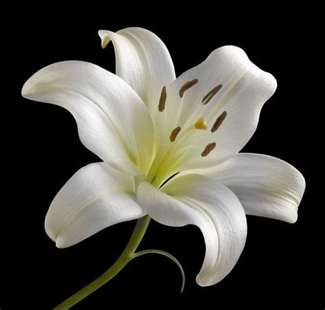 White Lily By Barry Seidman White Lily Flower Lilly Flower My Flower