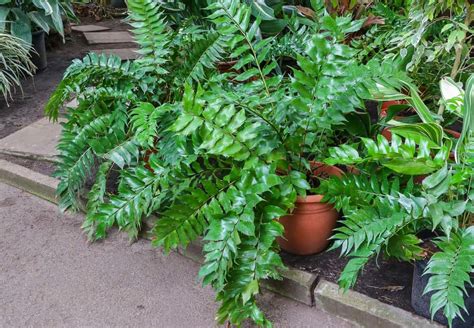 29 Different Types Of Fern Plants You Need To Know 2022