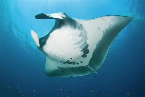 Manta Rays Manta Birostris Photograph By Jaynes Gallery Fine Art