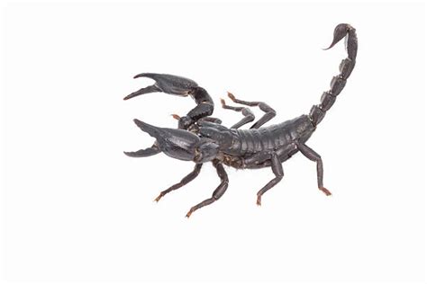 Emperor Scorpion Stock Photos Pictures And Royalty Free Images Istock