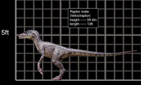 Image 800x488 Velociraptor Male Size Chart Park Pedia