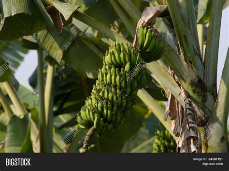 Bunch Bananas On Image And Photo Free Trial Bigstock