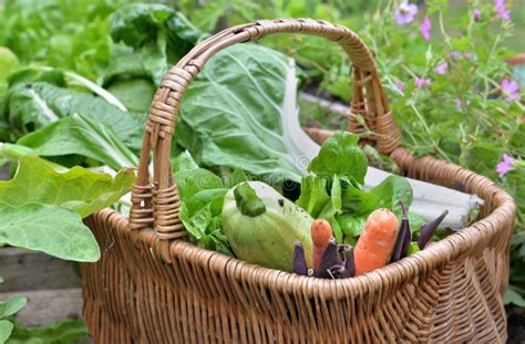 Fresh Vegetables In A Wicker Basket Harvesting In Garden Stock Photo