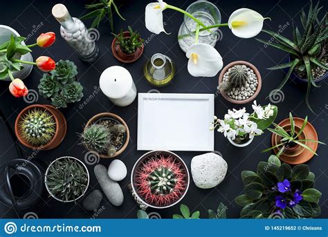 Download Picture Frame Mockup. Cactus, Succulent Plants, Tulips ...