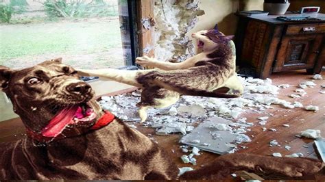 New funny videos 2020 people doing stupid things p200 38.734.026 views 10 months ago. Cats fighting dogs funny videos compilation 2020 - YouTube