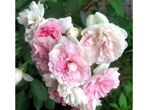 A seconda delle dimensioni del terreno che abbiamo a disposizione, sia un piantine con fiori rosa da vaso sono azalee, ciclamini, rose, orchidee, camelie, medinilla e molte altre. Fiori Bianchi Simili Alle Rose