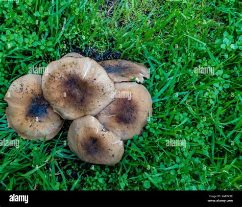 Wild Mushrooms After Rain Stock Photo Alamy