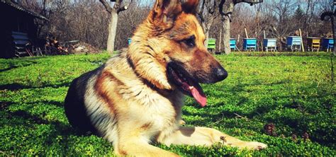 Brown German Shepherd Puppy Breed Info And Caregiving