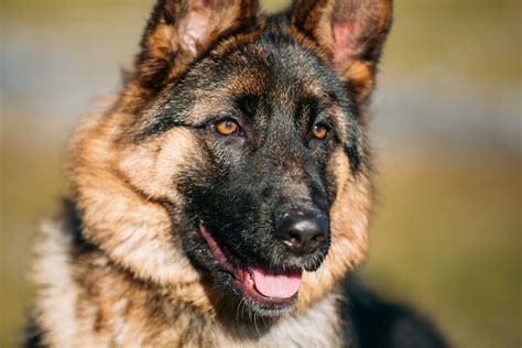 When Can Police Bring In A K 9 Unit In Minnesota Appelman Law Firm