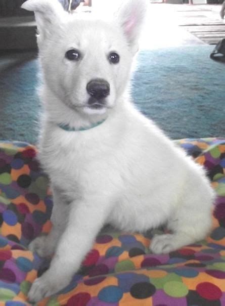 (ready for their new home 11/20/2021). White Shepherd Puppies For Sale | St. Louis, MO #121007