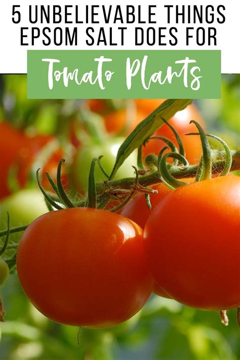 5 Unbelievable Things Epsom Salt Does For Tomato Plants Growing