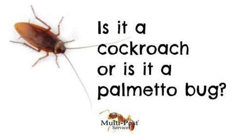 Read about the appearance and identification of these commonly confused pests. Palmetto Bug: Get the 411 - Multi-Pest Services