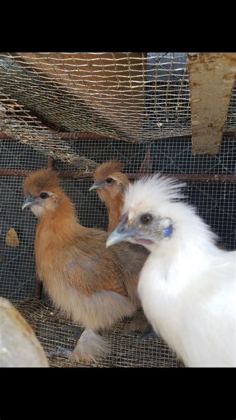 Help Silkie Sexing Backyard Chickens Learn How To Hot Sex Picture