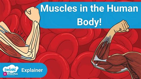 Learning About Muscles Ks2 Science Lessons Youtube
