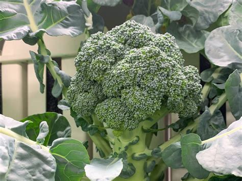 Hydroponic Broccoli Seed To Harvest Trials Zipgrow Inc