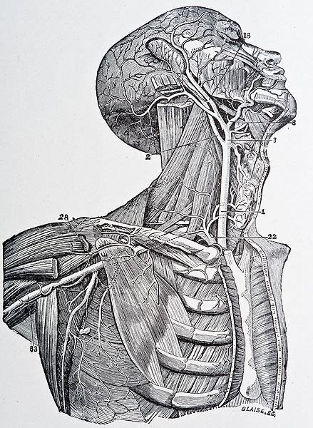 Pin On Beautiful Anatomy Graphics Illustrations Inside The Human Body