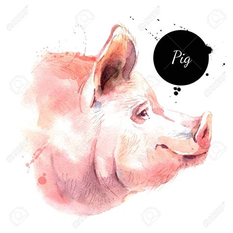 Watercolor Hand Drawn Pig Head Illustration Vector Painted Sketch