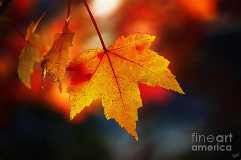 The Last Of The Autumn Leaves Photograph By Nishanth Gopinathan