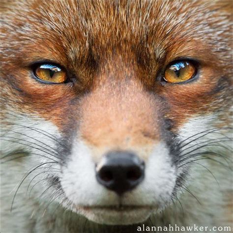 Foxy By Alannah Hawker On Deviantart Fox Eyes Fox Red Fox