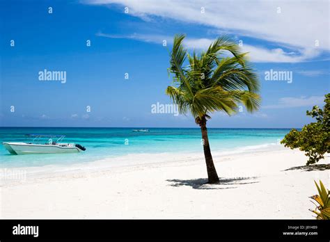 Coconut Palm Tree On White Sandy Beach On Saona Island Dominican