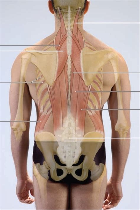Posterior View Of The Trunk Intermediate Muscles Diagram Quizlet