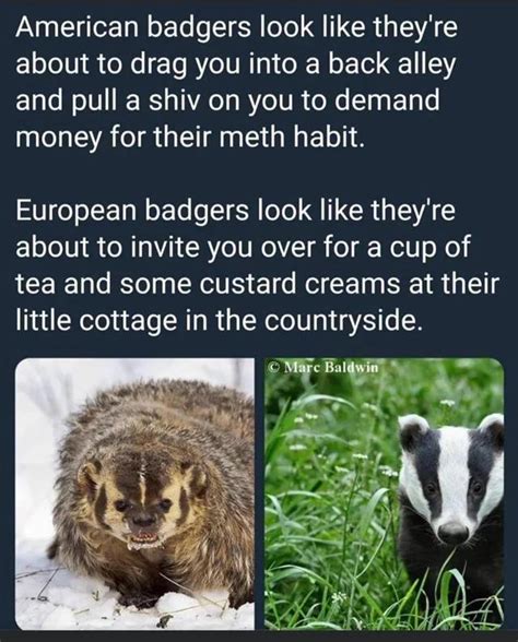 The Different Types Of Badgers Rsuspiciouslyspecific