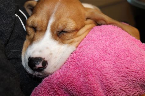 Uber is delivering puppies for little cuddle time today in 10 u.s. Uber to deliver puppies Wednesday to benefit D.C. shelter | WTOP