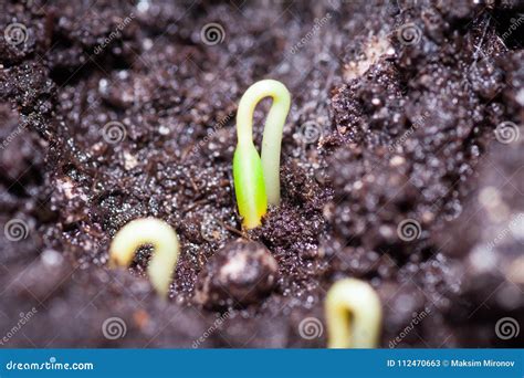 The First Spring Sprout Is A Non Opening Bud Stock Image Image Of Leaf Beautiful 112470663