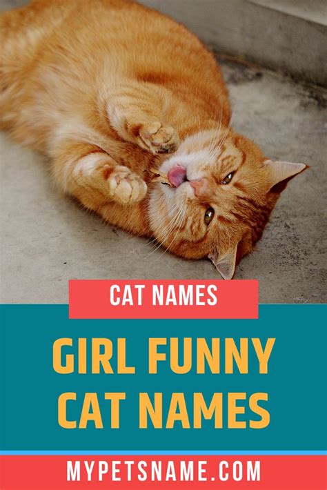 18 Funny Female Cat Names Inspired By Movies Pethelpful Photos