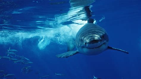 Great White Sharks The Worlds Largest Predatory Fish Live Science