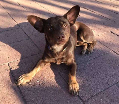 My new puppy is such a loveable boy. Chihuahua dog for Adoption in phoenix, AZ. ADN-518588 on ...