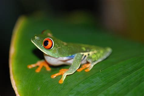 Agalychnis Callidryas Red Eyed Tree Frog Tortuguero Co Flickr