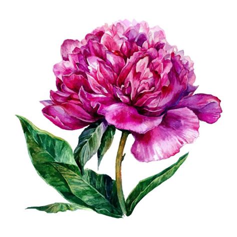 Watercolor Hand Drawn Illustration Of Pink Peony Stock Vector Sinna