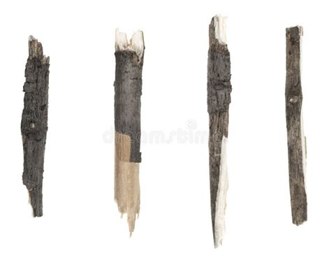 Dry Tree Twigs Branches Isolated On White Background Set Pieces Of