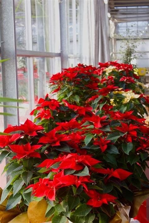 How To Get A Poinsettia To Turn Red Make Poinsettias Red