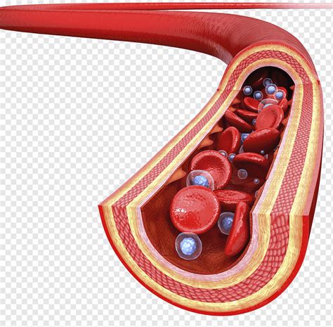 Blood Vessel Illustration Artery Drawing Graphy Illustration Blood