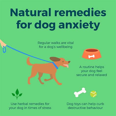 Natural Remedies For Dog Anxiety Simply Supplements