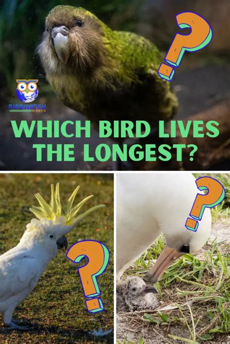What Bird Lives The Longest Discover The Worlds Oldest Birds