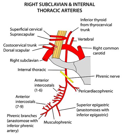 Instant Anatomy Thorax Vessels Arteries Internal Thoracic