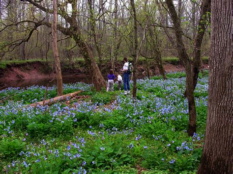 Photos From The 2008 Virginia Bluebell Tours At Merrimac Farm