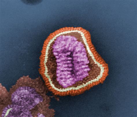 Electron Micrograph Of Influenza Virus Biology Of Human World Of Viruses
