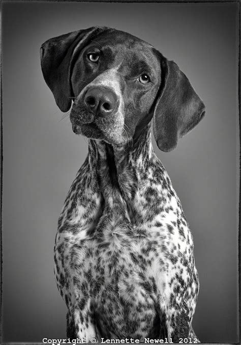 Black And White Portrait Of German Shorthaired Pointer Gsp Dogs