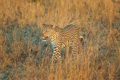 Leopard Afrika Botswana Kostenloses Foto Auf Pixabay