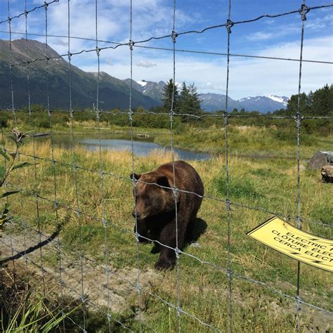 Life Alaskan Style Alaska Wildlife Conservation Center Portage Alaska